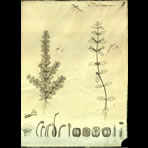 Botanical Engravings of A. Poiret