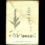 Botanical Engravings of A. Poiret