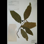 Botanical Engravings of A. Poiret
