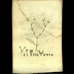 Botanical Engravings of A. Poiret