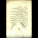 Botanical Engravings of A. Poiret