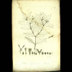 Botanical Engravings of A. Poiret
