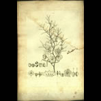 Botanical Engravings of A. Poiret