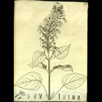 Botanical Engravings of A. Poiret