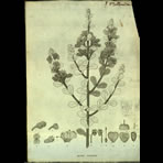 Botanical Engravings of A. Poiret