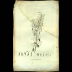 Botanical Engravings of A. Poiret