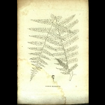 Botanical Engravings of A. Poiret