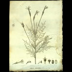 Botanical Engravings of A. Poiret