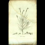 Botanical Engravings of A. Poiret