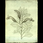 Botanical Engravings of A. Poiret