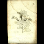 Botanical Engravings of A. Poiret