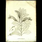 Botanical Engravings of A. Poiret