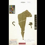 Botanical Engravings of A. Poiret