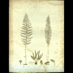 Botanical Engravings of A. Poiret
