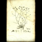 Botanical Engravings of A. Poiret