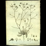Botanical Engravings of A. Poiret