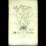 Botanical Engravings of A. Poiret
