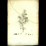 Botanical Engravings of A. Poiret