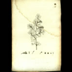 Botanical Engravings of A. Poiret