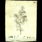 Botanical Engravings of A. Poiret