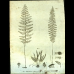 Botanical Engravings of A. Poiret