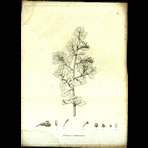 Botanical Engravings of A. Poiret