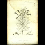 Botanical Engravings of A. Poiret