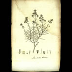 Botanical Engravings of A. Poiret