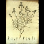 Botanical Engravings of A. Poiret