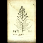 Botanical Engravings of A. Poiret