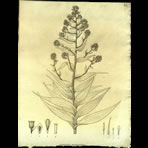 Botanical Engravings of A. Poiret