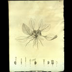 Botanical Engravings of A. Poiret