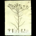 Botanical Engravings of A. Poiret