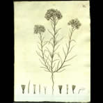 Botanical Engravings of A. Poiret