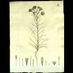 Botanical Engravings of A. Poiret
