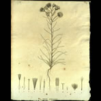 Botanical Engravings of A. Poiret