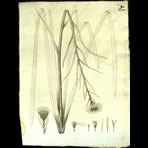 Botanical Engravings of A. Poiret