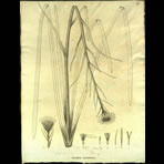 Botanical Engravings of A. Poiret