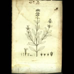 Botanical Engravings of A. Poiret