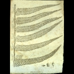 Botanical Engravings of A. Poiret