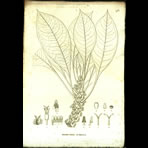 Botanical Engravings of A. Poiret