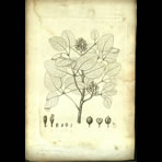 Botanical Engravings of A. Poiret