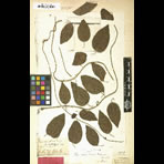 Botanical Engravings of A. Poiret