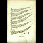 Botanical Engravings of A. Poiret