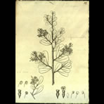 Botanical Engravings of A. Poiret