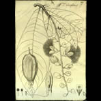 Botanical Engravings of A. Poiret