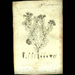 Botanical Engravings of A. Poiret