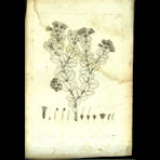 Botanical Engravings of A. Poiret