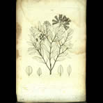 Botanical Engravings of A. Poiret