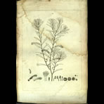 Botanical Engravings of A. Poiret